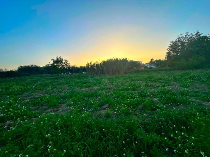 Image No.12-Terre à vendre à Nocciano