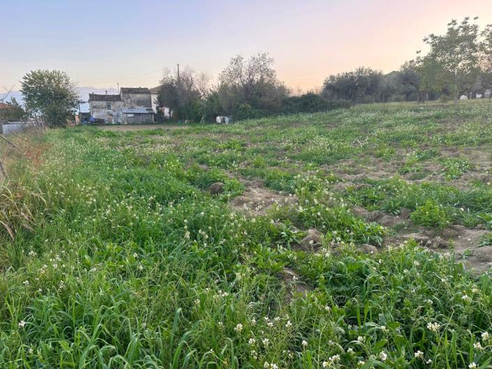 Image No.14-Terre à vendre à Nocciano