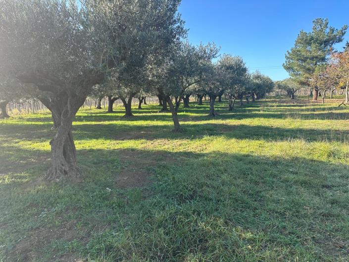 Image No.10-Propriété à vendre à Nocciano