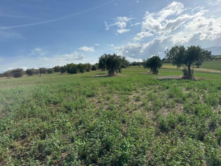 Image No.3-Terre à vendre à Civitaguana