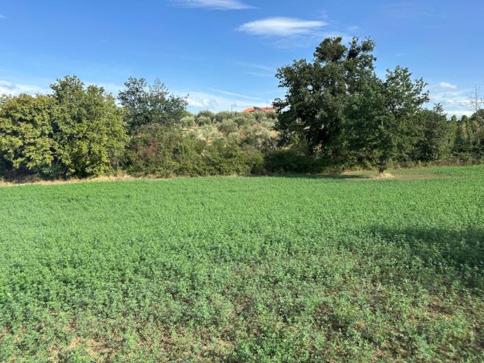 Image No.7-Terre à vendre à Civitaguana