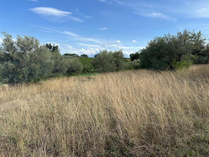 Image No.10-Terre à vendre à Civitaguana