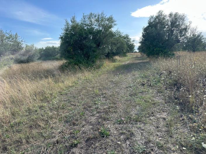 Image No.11-Terre à vendre à Civitaguana