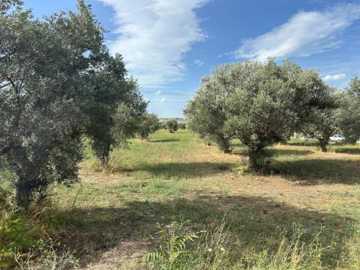 Image No.1-Terre à vendre à Civitaguana