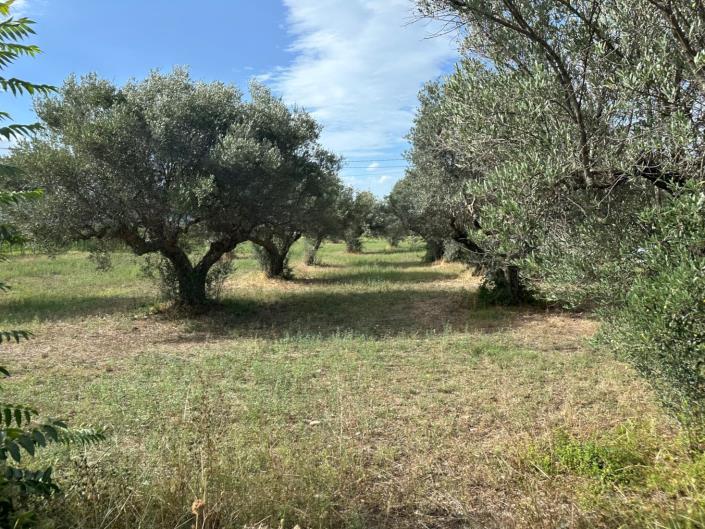 Image No.23-Terre à vendre à Civitaguana