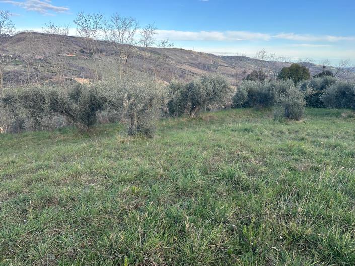 Image No.11-Terre à vendre à Atri