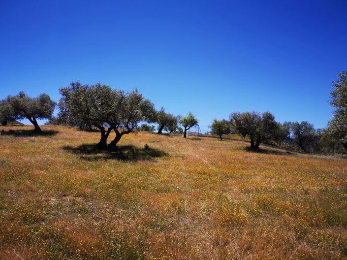 Image No.11-Land for sale