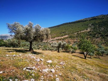 991-land-for-sale-in-periana-26963-large