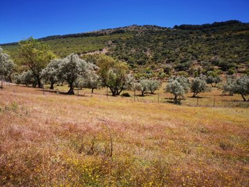 991-land-for-sale-in-periana-26954-large