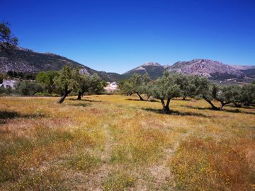 991-land-for-sale-in-periana-26959-large
