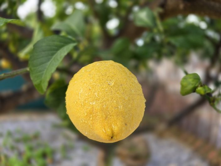 Image No.16-4 Bed Villa for sale