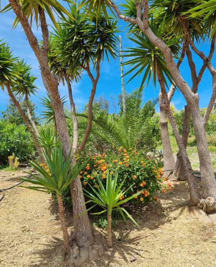Image No.47-Villa de 3 chambres à vendre à Alcaucín