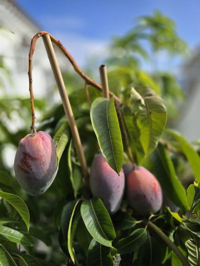 Image No.45-Villa de 3 chambres à vendre à Los Romanes