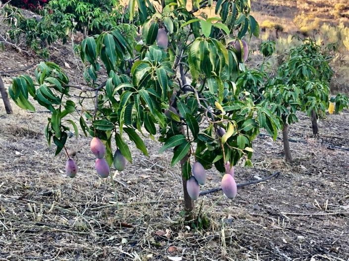 Image No.23-4 Bed Villa for sale