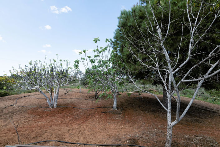 Image No.47-5 Bed Villa for sale