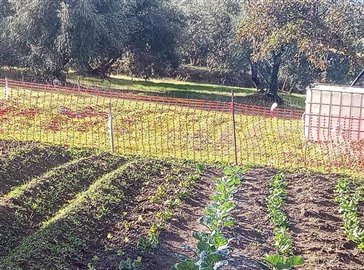 1396-land-for-sale-in-arboleas-75427995