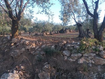 1396-land-for-sale-in-arboleas-9073281