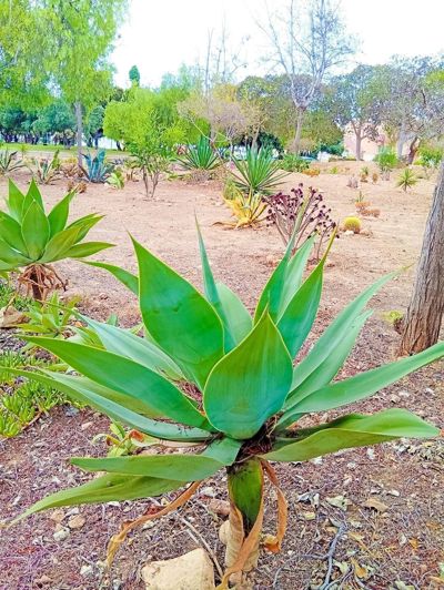 Image No.20-Penthouse de 2 chambres à vendre à Playa Flamenca