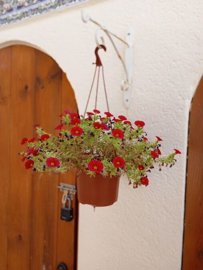 24344-for-sale-in-villamartin-15444257-large