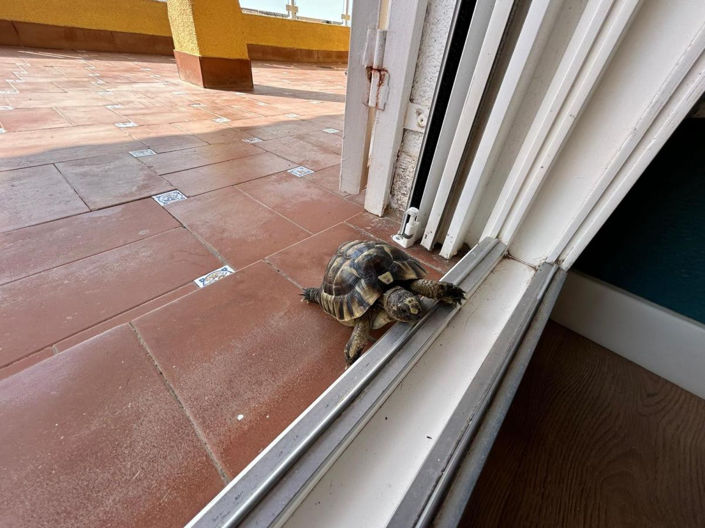 Image No.23-Villa de 3 chambres à vendre à San Miguel de Salinas