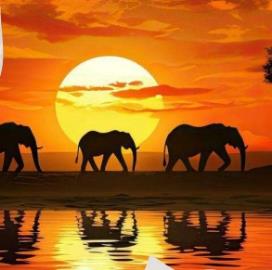 elephant-views