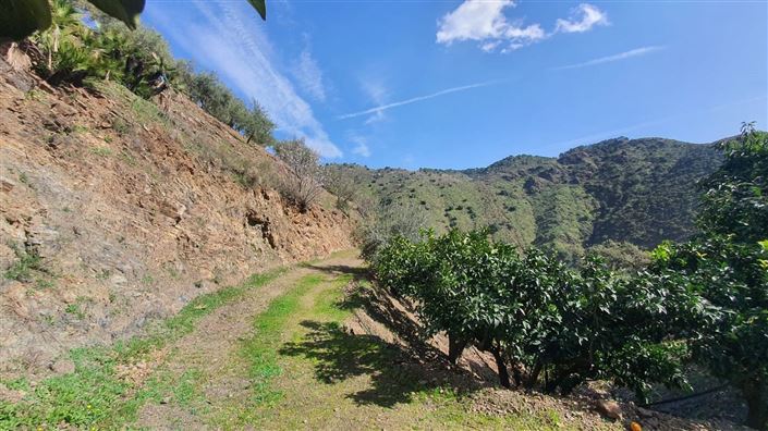 Image No.10-Terre à vendre à Monda