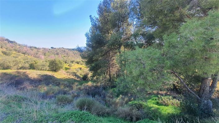 Image No.11-Terre à vendre à Alozaina