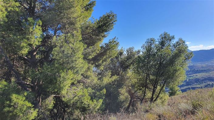 Image No.2-Terre à vendre à Alozaina