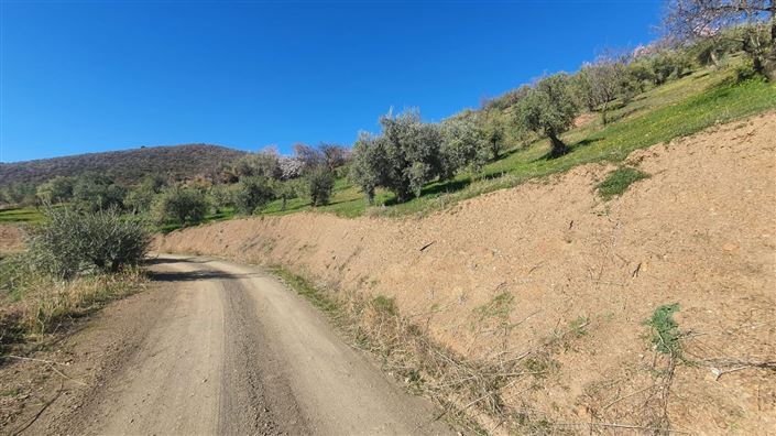 Image No.4-Terre à vendre à Alozaina