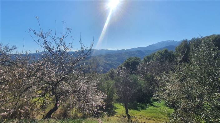 Image No.5-Terre à vendre à Alozaina