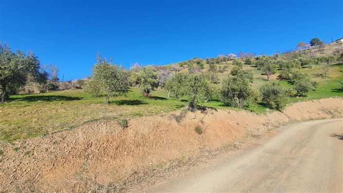 Image No.8-Terre à vendre à Alozaina
