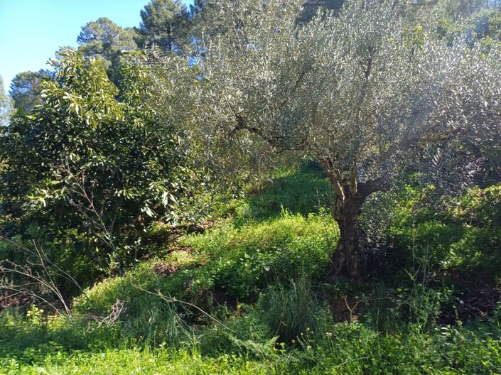 Image No.2-Land for sale