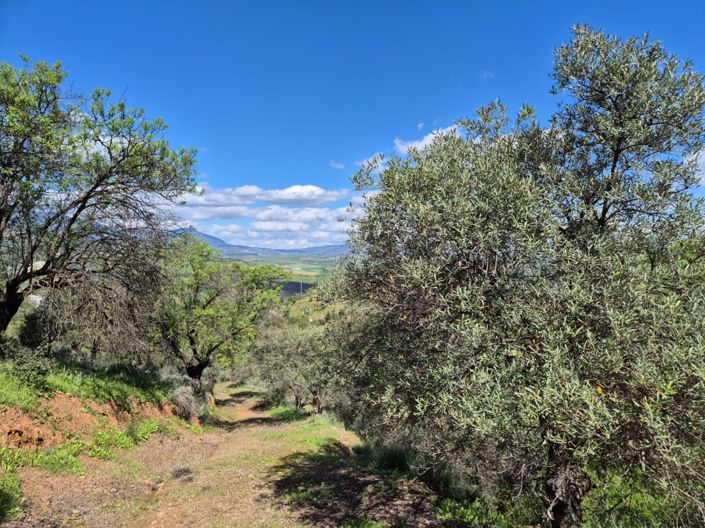 Image No.4-Maison de campagne de 3 chambres à vendre à Guaro