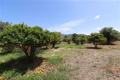 villa-for-sale-in-la-xara-orchard