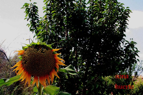 Image No.13-3 Bed Finca for sale