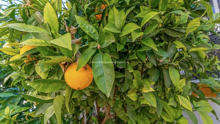 Image No.21-2 Bed Bungalow for sale