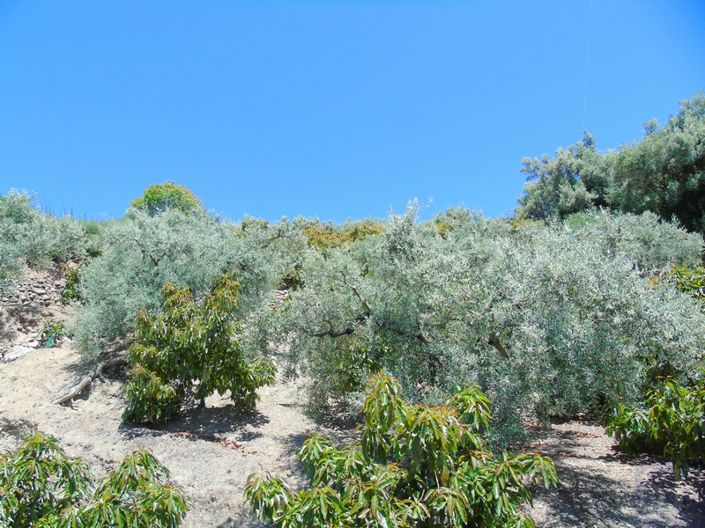 Image No.6-Country House for sale