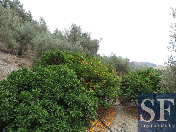 Image No.9-Maison de campagne à vendre à Cómpeta