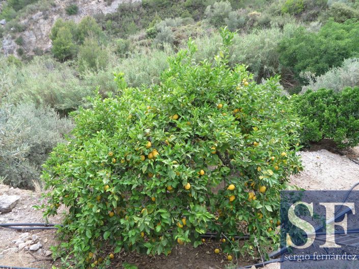 Image No.14-Maison de campagne à vendre à Cómpeta