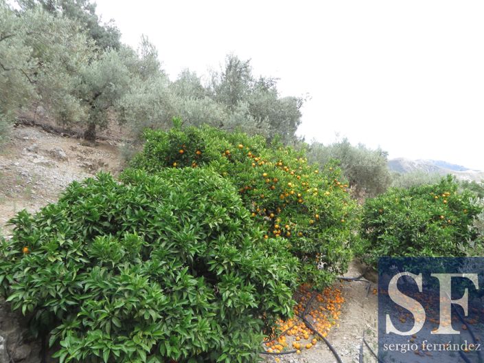 Image No.15-Maison de campagne à vendre à Cómpeta