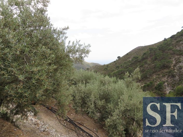 Image No.8-Maison de campagne à vendre à Cómpeta