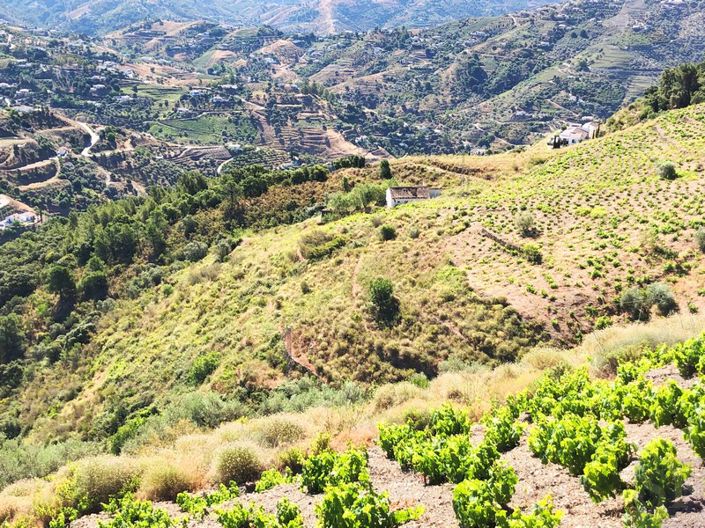 Image No.7-Terrain de 4 chambres à vendre à Cómpeta