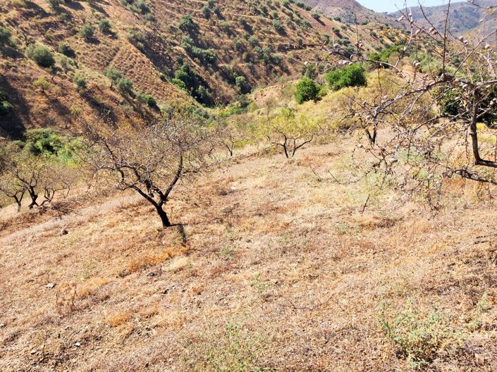 Image No.2-Terrain à vendre à Sedella