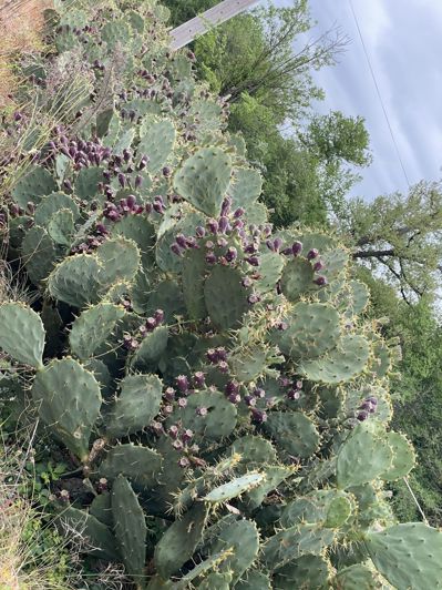 Image No.10-Maison à vendre à Lourties-Monbrun