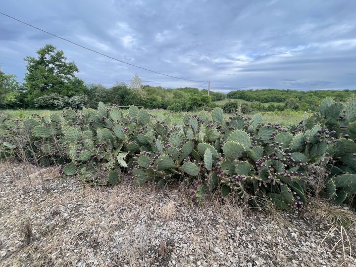 Image No.29-Maison à vendre à Lourties-Monbrun
