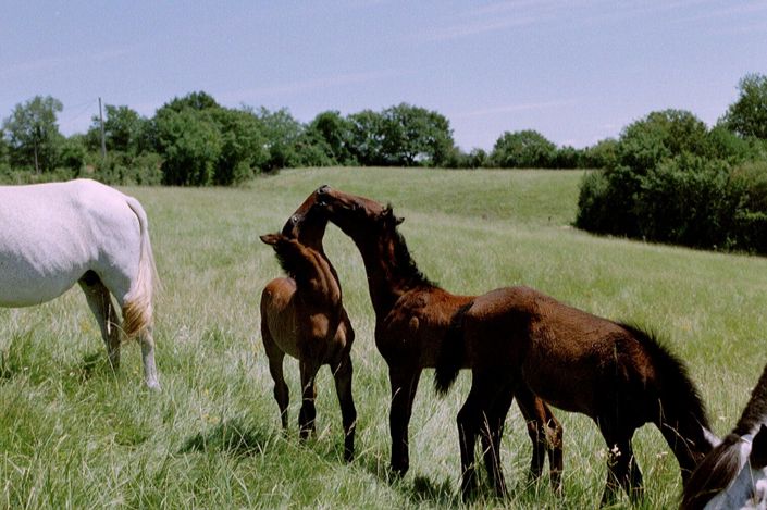 Image No.14-Maison de 4 chambres à vendre à Vic-Fezensac