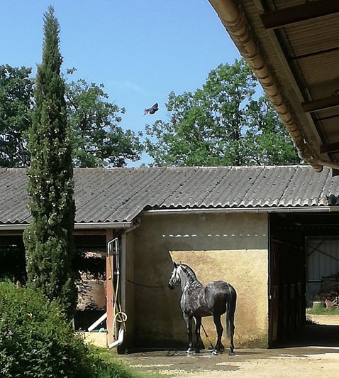Image No.42-Maison de 4 chambres à vendre à Vic-Fezensac