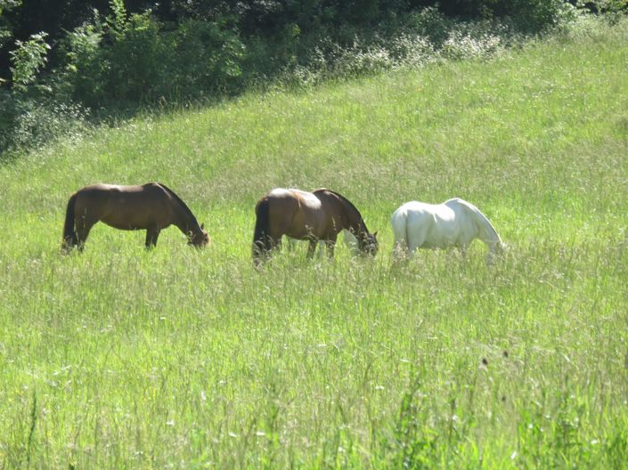 Image No.45-Maison de 4 chambres à vendre à Vic-Fezensac