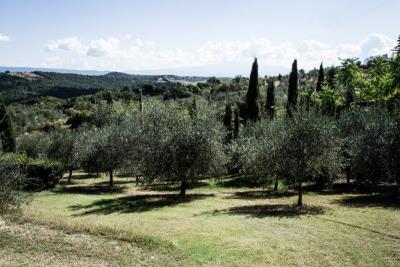 8---olive-fields