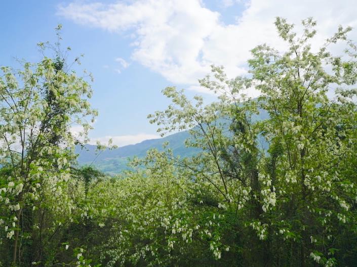 Image No.27-Maison de 5 chambres à vendre à Barga